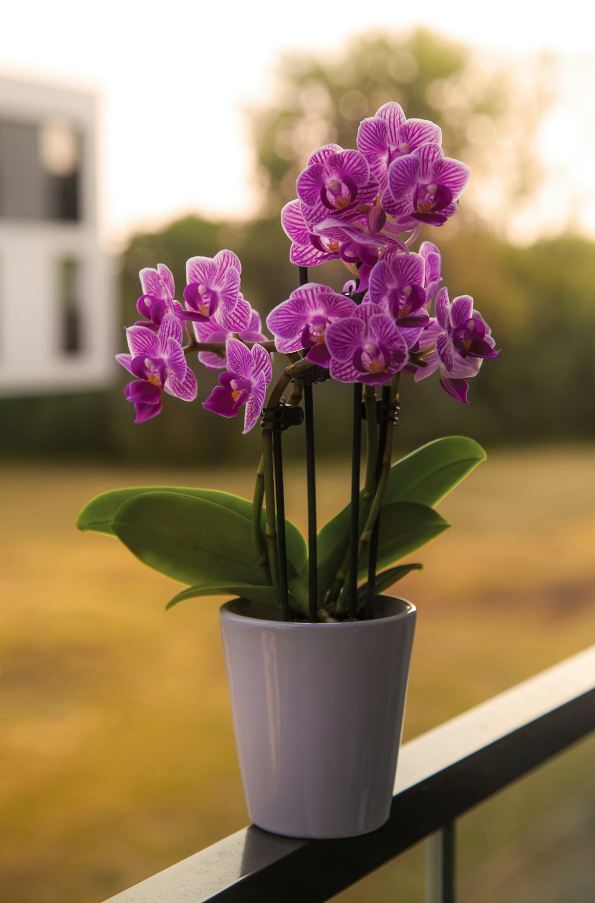 Orchid Ceramic Pot